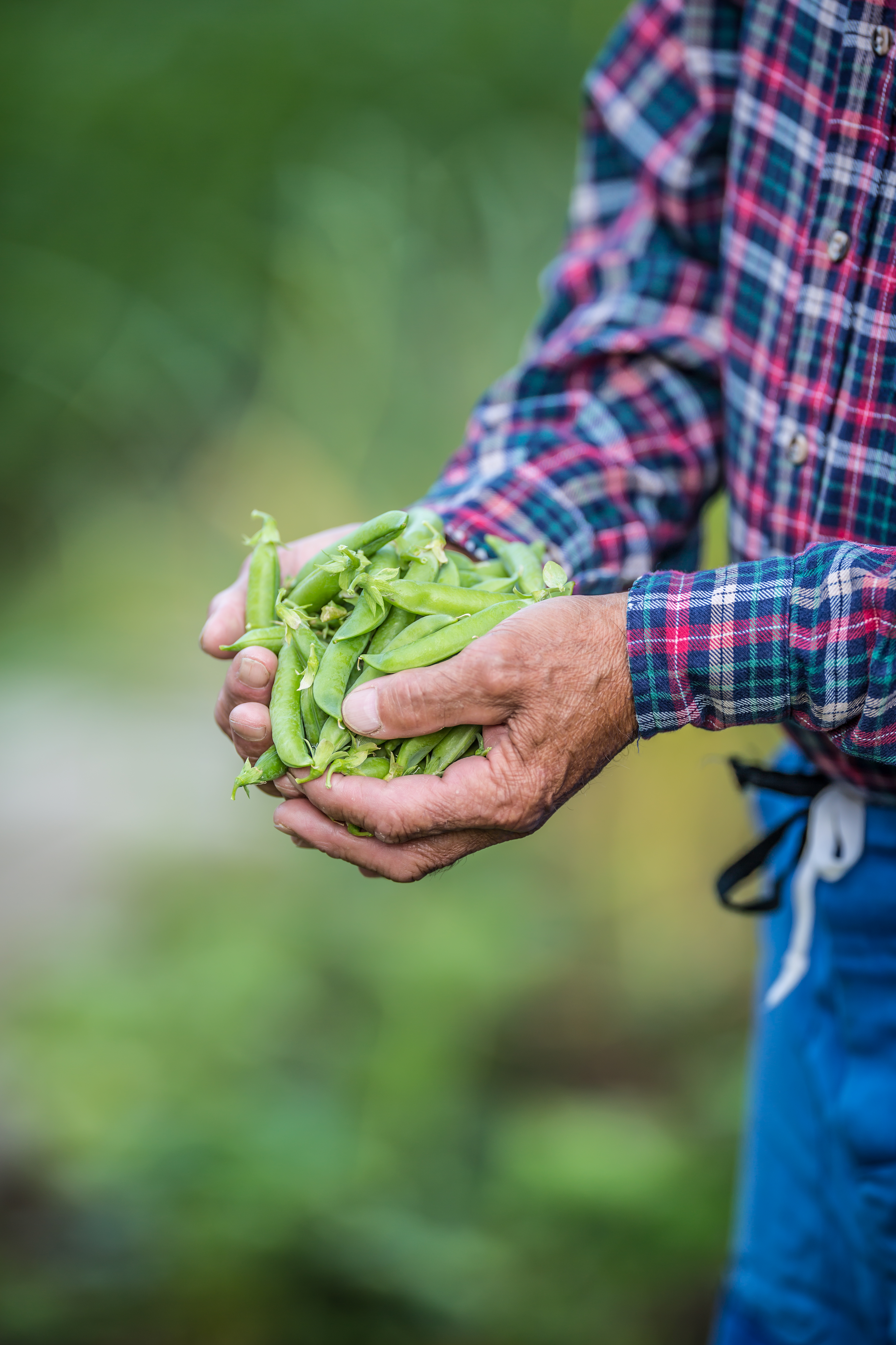 Fresh peas held in farmer hands